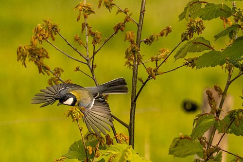 Flying Great Tit
