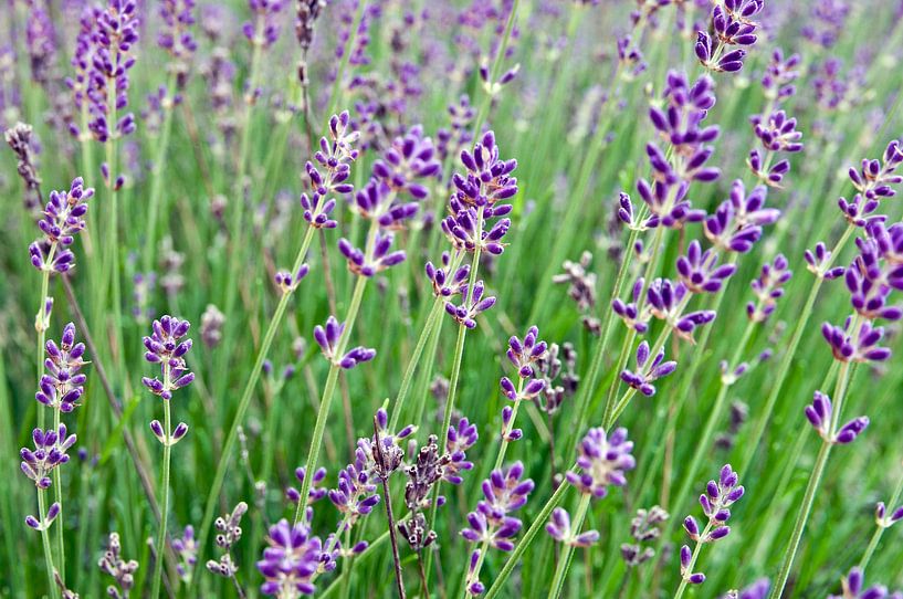 Wilde lavendel in de lichte zomerbries van Silva Wischeropp