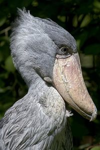 Staand portret van de Schoenbekooievaar