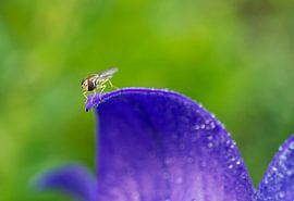 Zweetbij op paarse ballonbloem van Iris Holzer Richardson