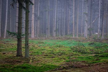 Ein Wald mit Waldkiefern im Morgennebel mit einem Teppich aus Moos