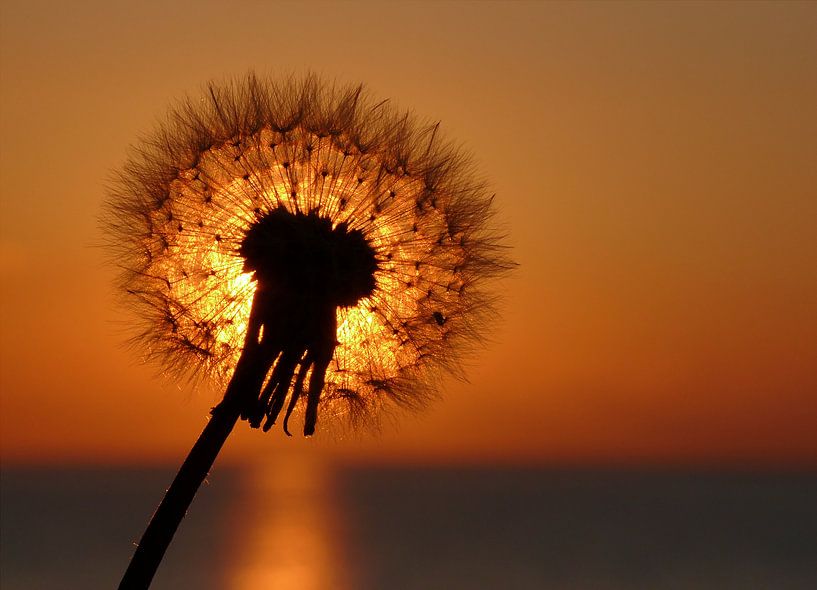 Pusteblume vor der untergehenden Sonne par Rico Ködder