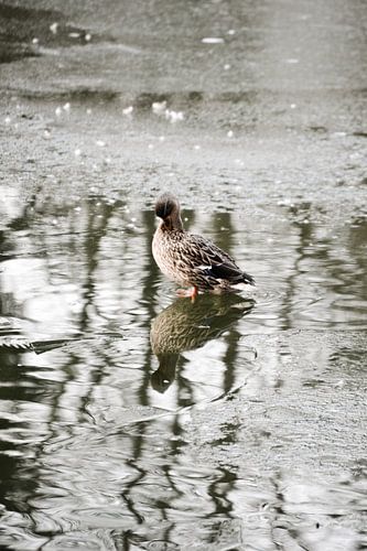 washing duck / eendje wassen / canard lavé