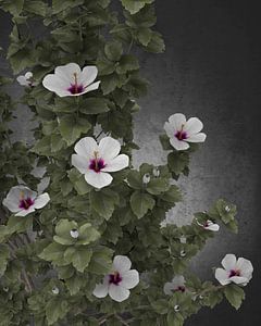 Hibiskus_HMS