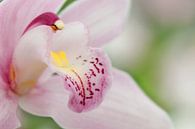 Lichtroze orchidee (Orchidaceae) van Tamara Witjes thumbnail