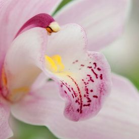 Lichtroze orchidee (Orchidaceae) van Tamara Witjes