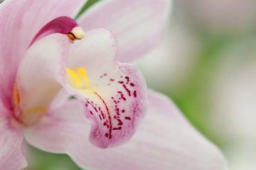 Lichtroze orchidee (Orchidaceae) van Tamara Witjes
