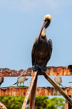 Bruine pelikaan by Maarten Verhees
