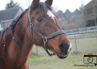 zaire volbloed arabier?1