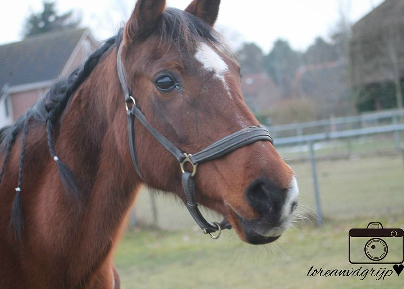 zaire volbloed arabier?1 par lorean van de grijp