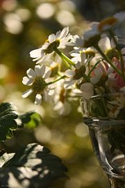 [gänseblümchen] - ... some more