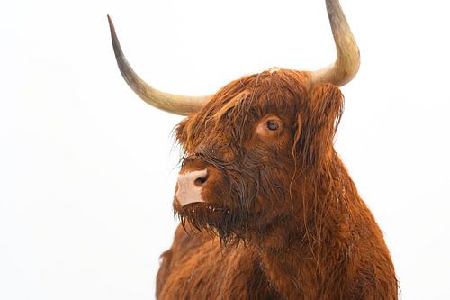 Portret van een Schotse hooglander