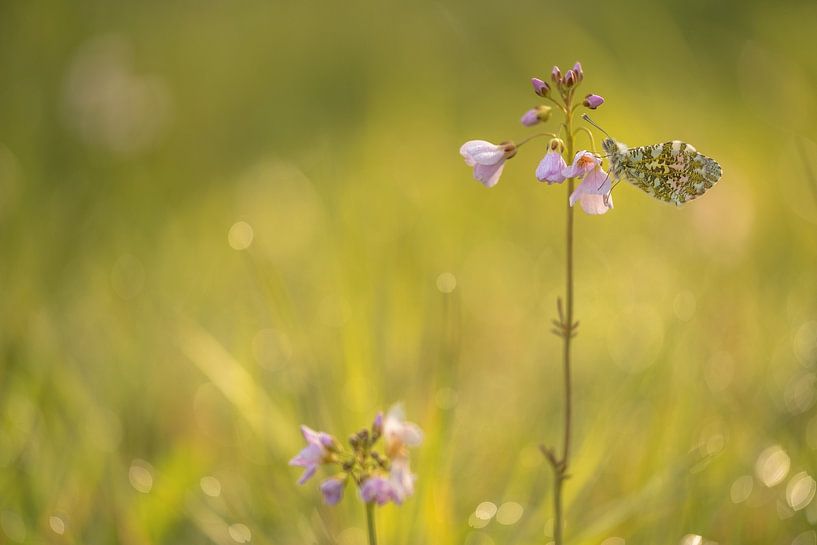 Orange tip by Moetwil en van Dijk - Fotografie