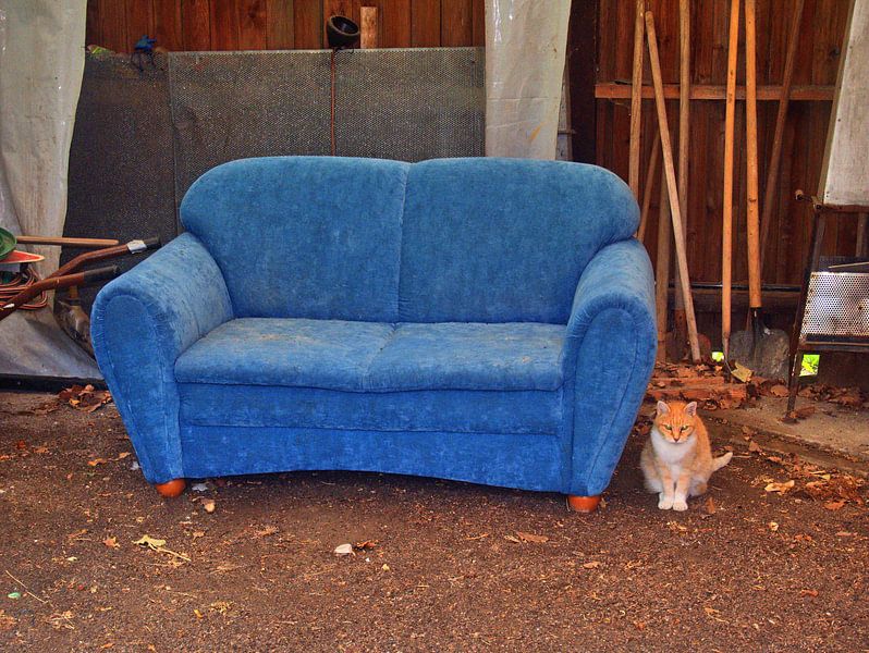 Chat par Edgar Schermaul