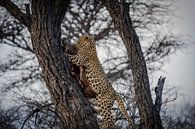 Leopard after hunt Namibia, Africa by Patrick Groß thumbnail