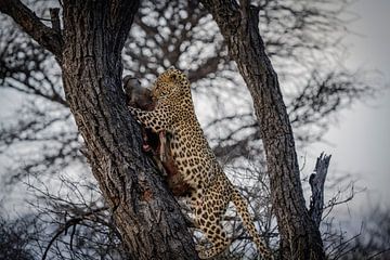 Leopard nach Jagd Namibia, Afrika von Patrick Groß