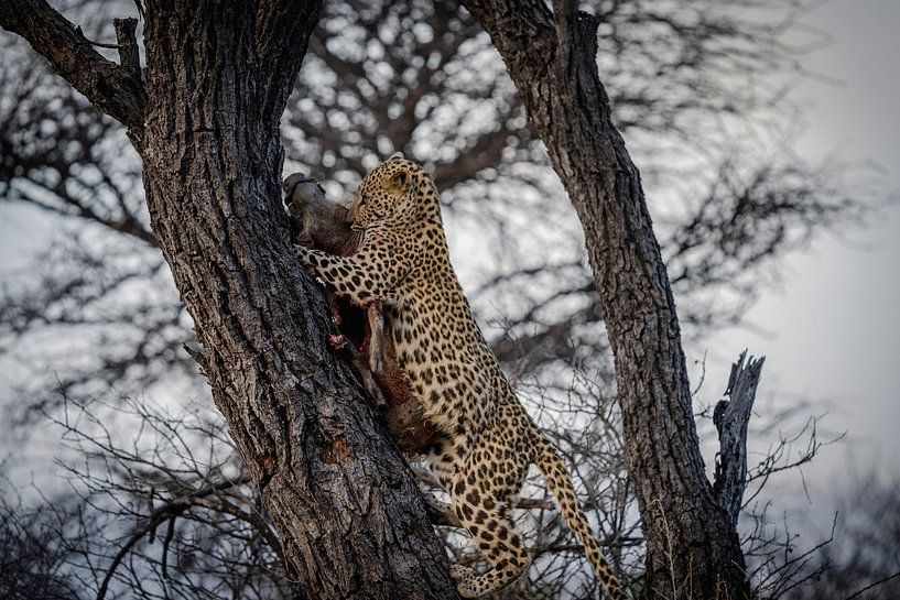Leopard after hunt Namibia, Africa by Patrick Groß