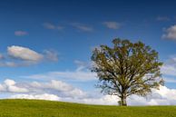 Cloud atmosphere with tree by Andreas Müller thumbnail