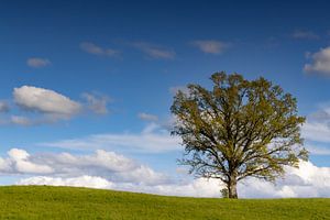 Wolkenstimmung mit Baum