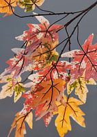Takken met bladeren in pastel kleuren van de herfst