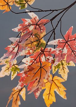 Takken met bladeren in pastel kleuren van de herfst van Tony Vingerhoets