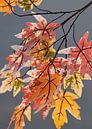 Branches with leaves in pastel Autumn colors by Tony Vingerhoets thumbnail