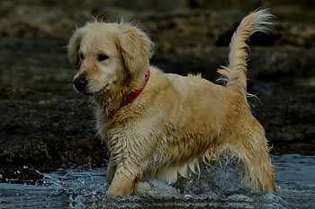 Wild Spirit