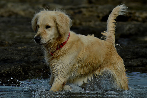 Wild Spirit