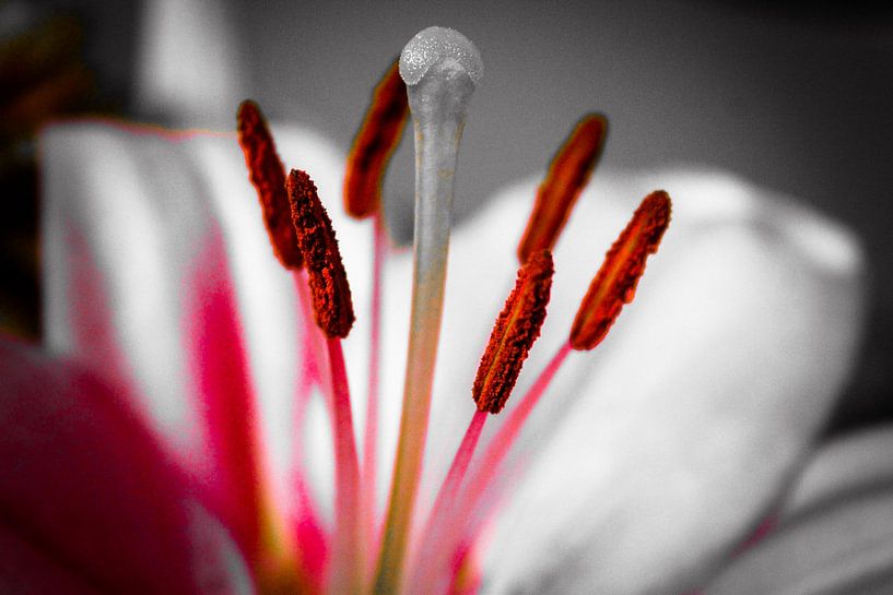 Beautiful flower by Brigitte Piqué