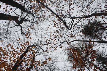 Baumspitzen im Herbst bei Bad Neustadt