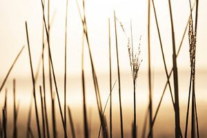 Riet in ochtendgloren van Affect Fotografie