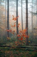 Red leaf