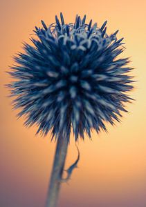 Distel von tim eshuis