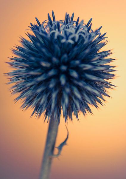 Thistle by tim eshuis