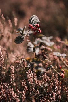 Natuur in herfst sfeer 3 van Ratna Bosch