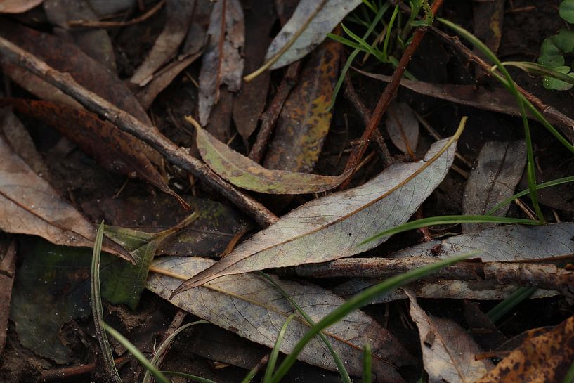 Leaves on the forest floor by Daniëlle Eibrink Jansen