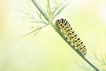 rups koninginnenpage van Tineketromp foto's