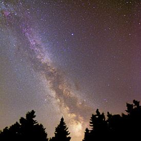 Milky Way in forest by Lucas De Jong