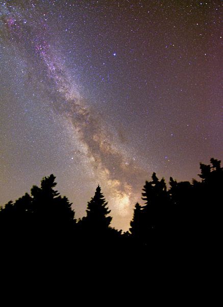 Milky Way in forest by Lucas De Jong