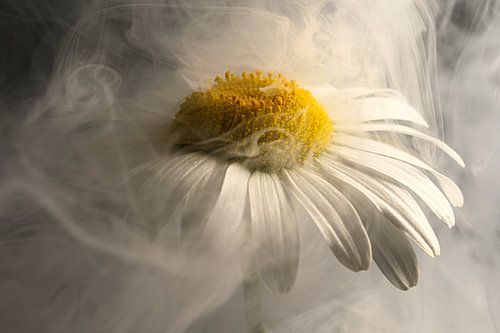 With your head in the clouds by Marjolijn van den Berg