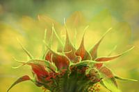 zonnebloemknop