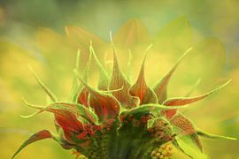 zonnebloemknop van Caroline van Sambeeck