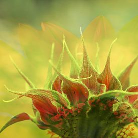 zonnebloemknop van Caroline van Sambeeck