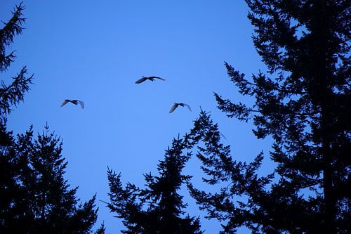 Voler dans le crépuscule