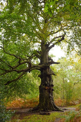 Oude Beukenboom