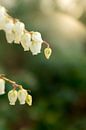 macrofoto van kleine witte bloemen in de lente | fine art bloemenkunst van Karijn | Fine art Natuur en Reis Fotografie thumbnail