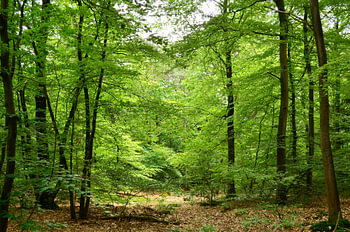 Lichtfalle im Märchenwald
