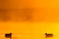Ein Paar Squaw-Enten im Morgennebel mit Gegenlicht von Menno van Duijn Miniaturansicht