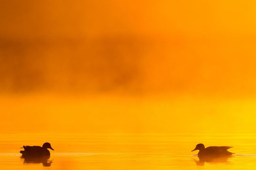 Ein Paar Squaw-Enten im Morgennebel mit Gegenlicht von Menno van Duijn