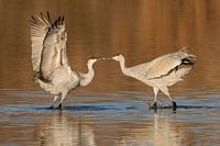 Sandhill Cranes